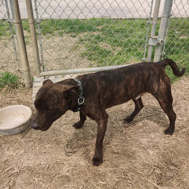 Jeffersonville Animal Shelter