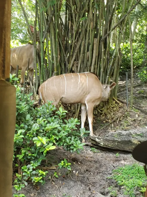 Disney's Animal Kingdom Rehearsal Facility