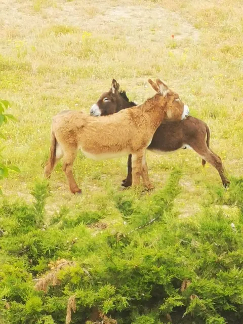 le refuge des grandes oreilles