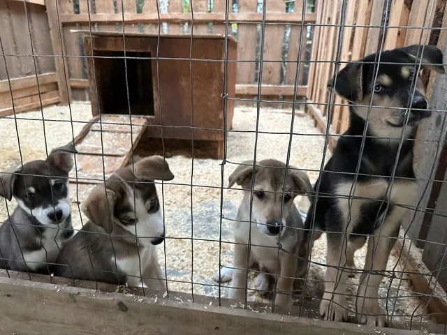 Musher's Camp® & S'mores Roasting - Skagway, Alaska