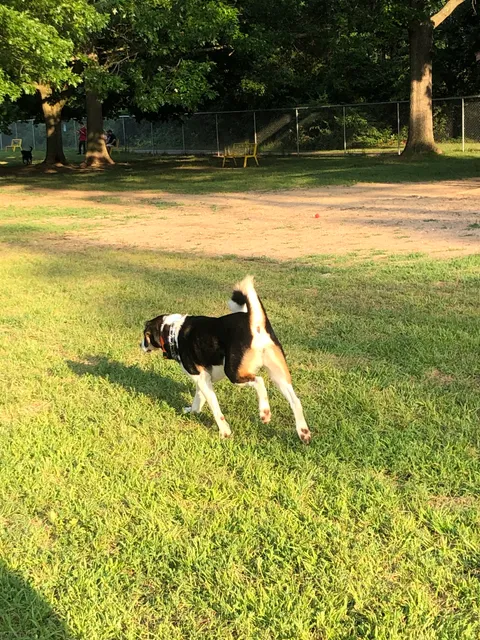 Home Run Dog Park