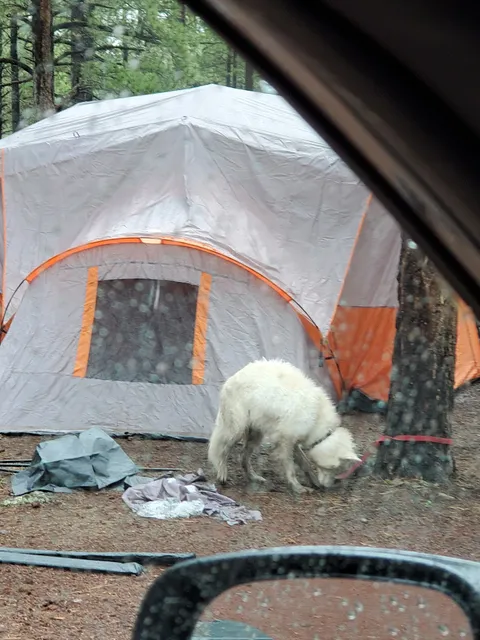 Benny Creek Campground