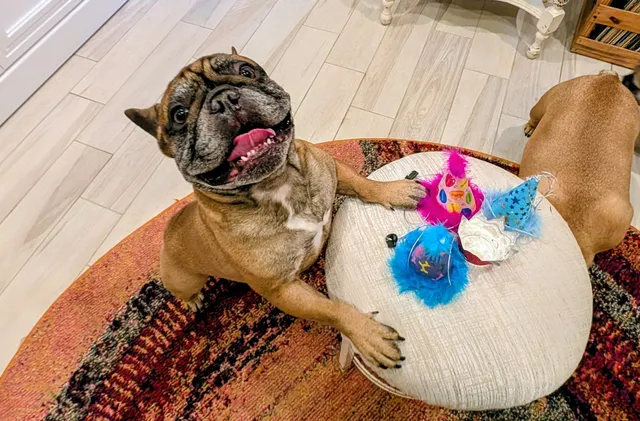 Furbabies Pet Bakery