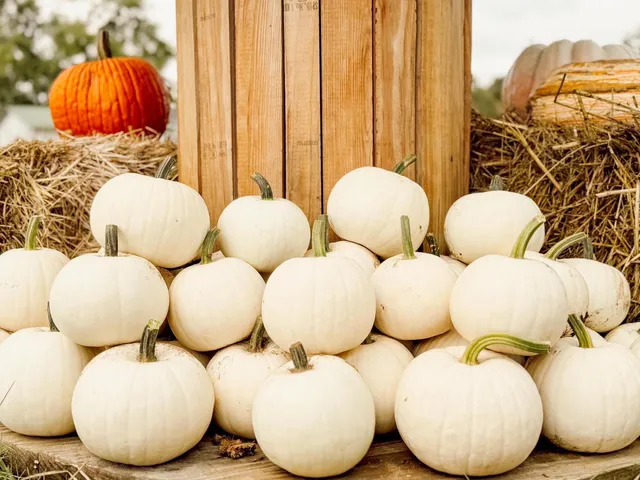 Crest Creek Farm Pumpkin Patch and Corn Maze