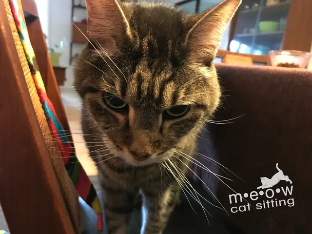 Meow Cat Sitting, LLC