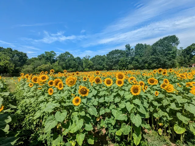 Hopewell Sunflower Farm