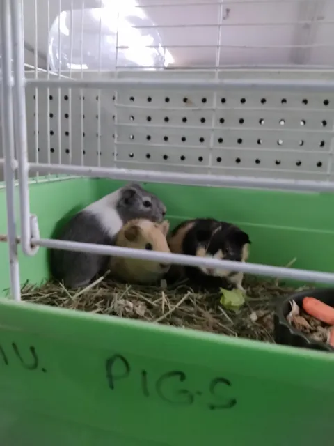 Broad Mountain Pet & Garden Pond Supply