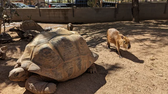 Phoenix Herpetological Sanctuary