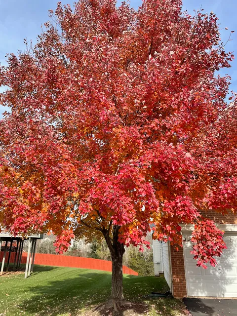Broad Run Trail North End