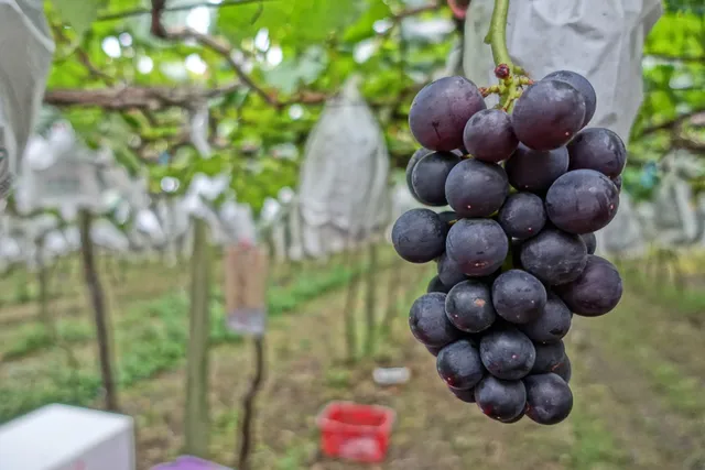 新社葡萄水梨阿貴果園（採果樂趣）