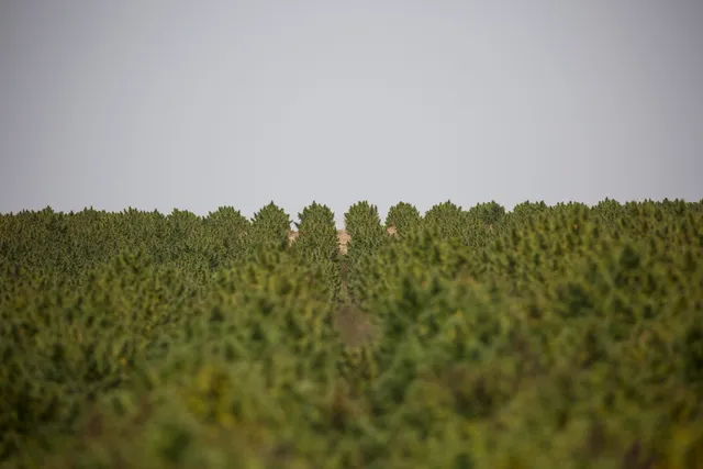 Nature's Highway CBD