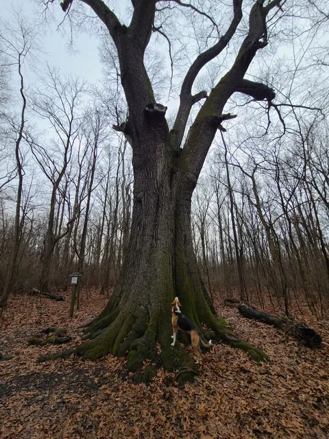Champion Cherrybark Oak