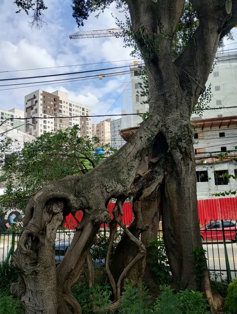 Figueira das Lágrimas | Árvore mais antiga de São Paulo