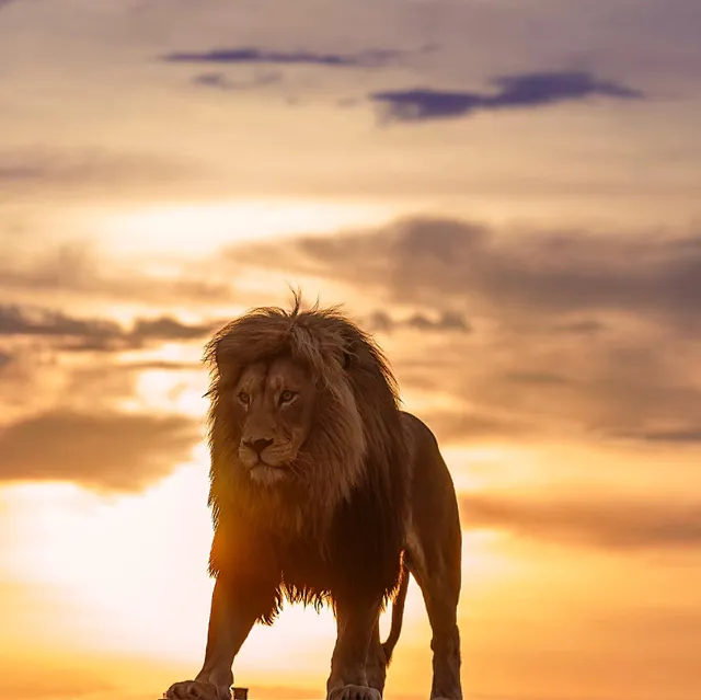 Glen Garriff Lion Conservation