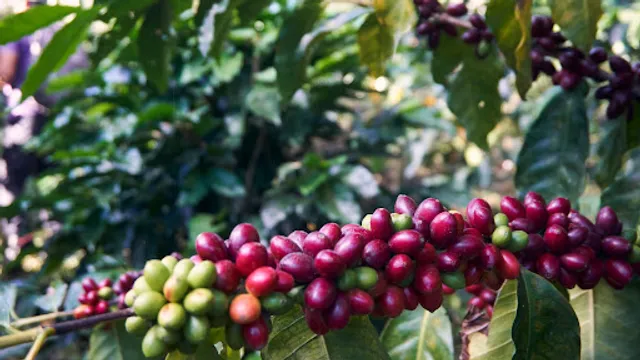 KAVA coffee roasters | STORE Salzburg