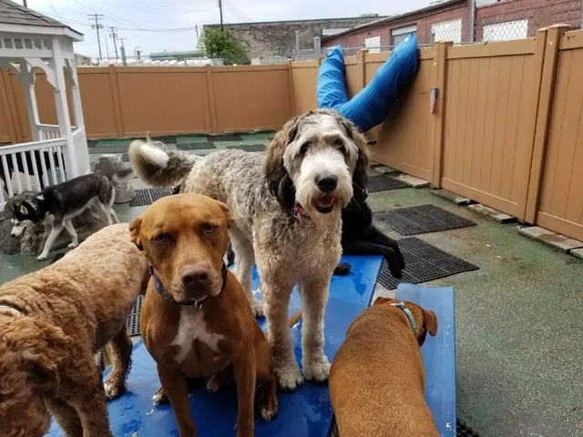 Good Doggie Day Care Inc