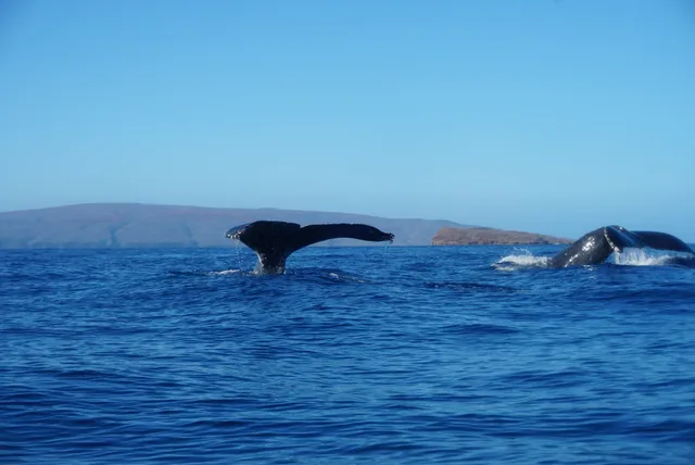 Tropical Guides & Outfitters