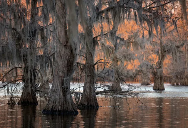 Caddo Lake