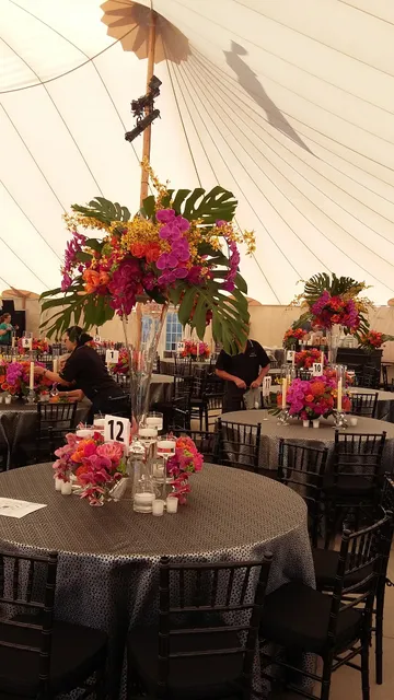 David Kurio Designs Inc.