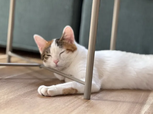 保護猫カフェ/就労継続支援Ｂ型事業所Nekonowa（ねこのわ）