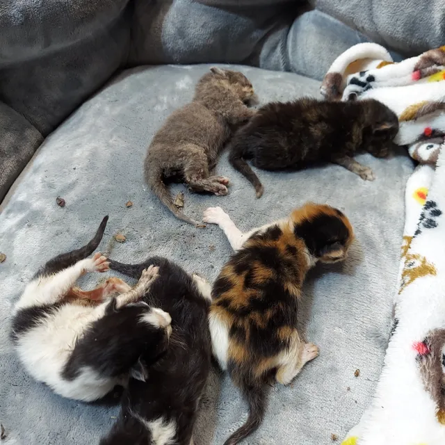 Caring Friends Cat Rescue