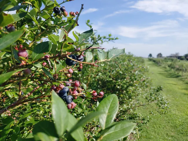 Thunderbird Berry Farm