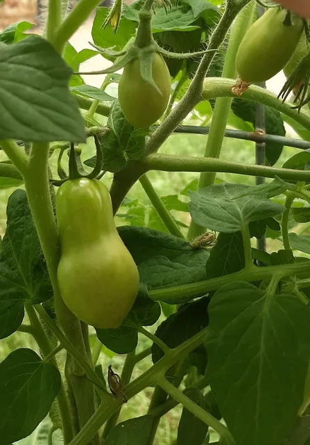 Lake Road Garden Center