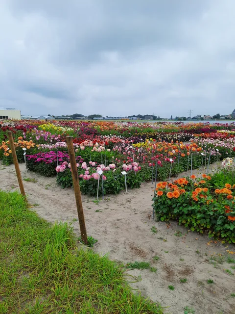 CNB Dahlia showtuin