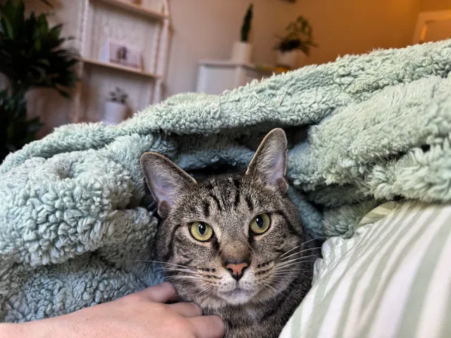 Meow House Cat Rescue