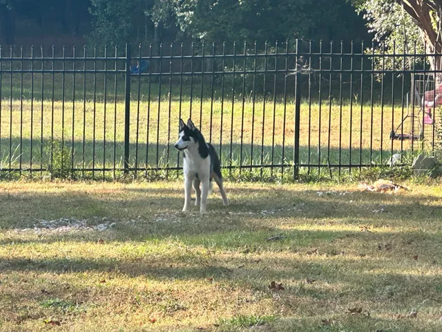 Fayette County Animal Control/Shelter