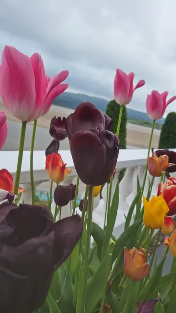 Caffi'r Angel Gelateria