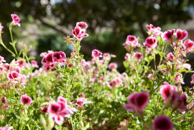 Le dimore Arcangelo - Appartamenti vacanze - Assisi