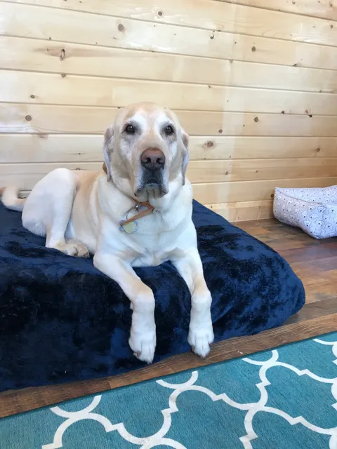 Doggy Den Luxury Doggy Daycare and Supplies