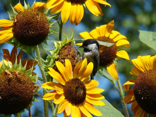 Southlands Heritage Farm