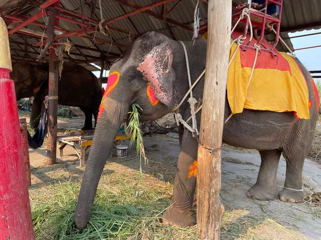 エレファントビレッジ