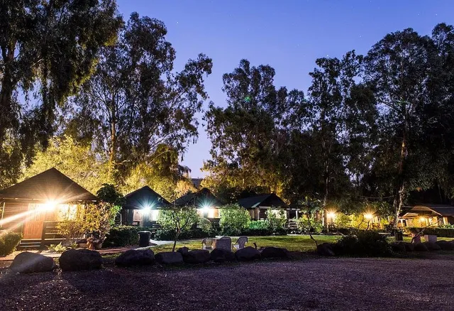 Olive In Sea of Galilee