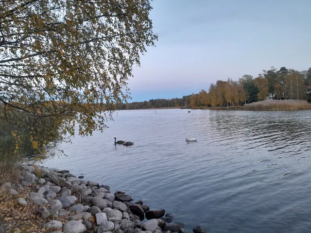 Tuorinniemen koira-aitaus