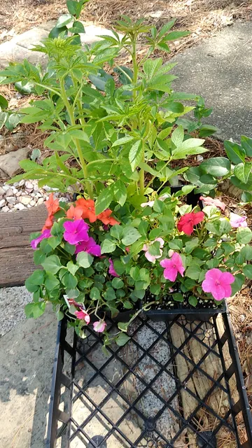 Claudia's Green Acres