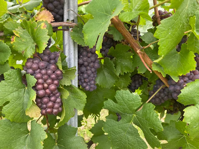 Jac & Jones Wines Hunter Valley