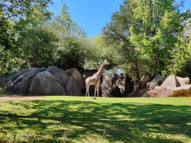 African Lion Habitat