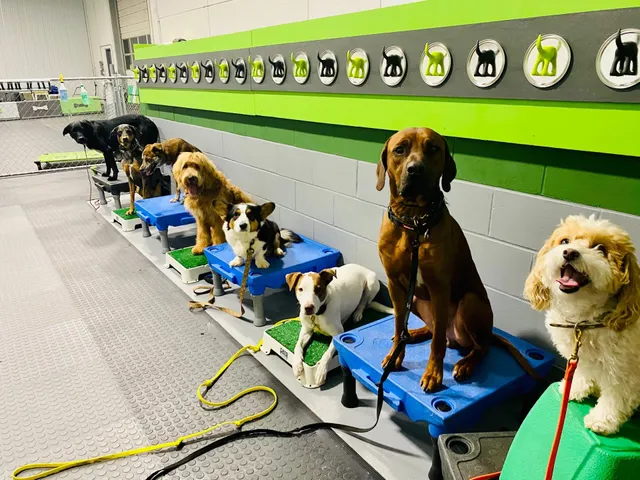 Rocket Dog Academy
