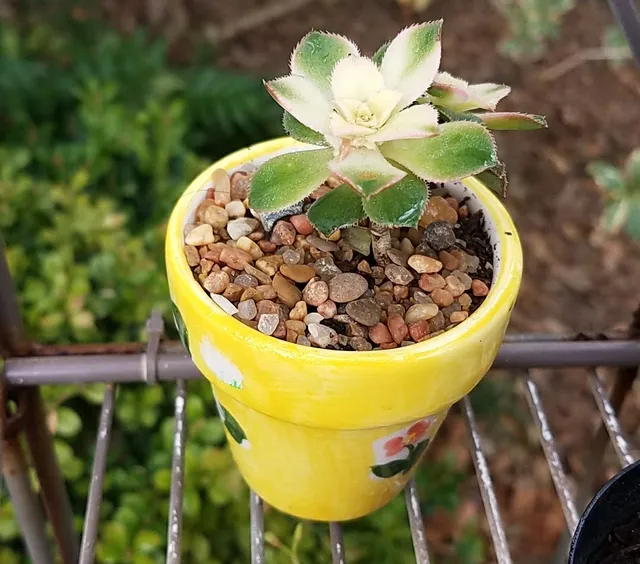 Jo's Green Hut & Nursery