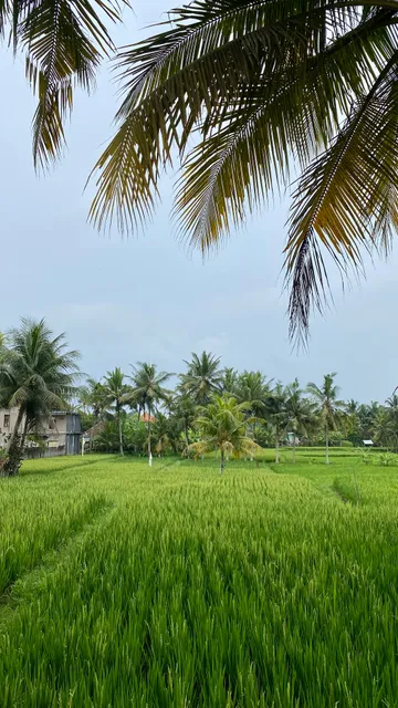 Bridge accessing ricefield path