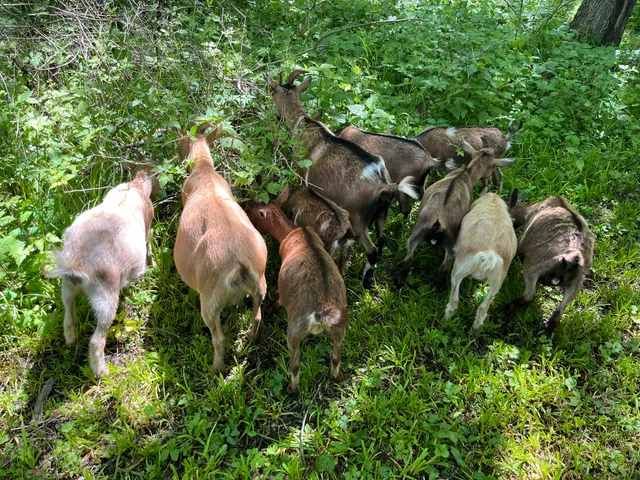 Gretta's Goats at Short Leg Farm