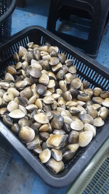 大树下打边炉 【碳炉啦啦煲】Big Tree Charcoal Clam HotPot