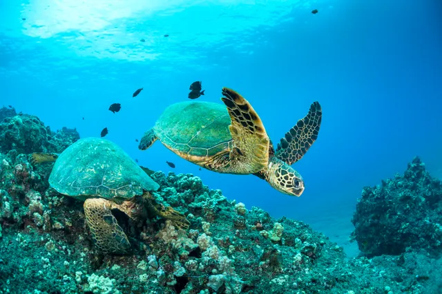 Maui Magic Molokini Snorkel Tour