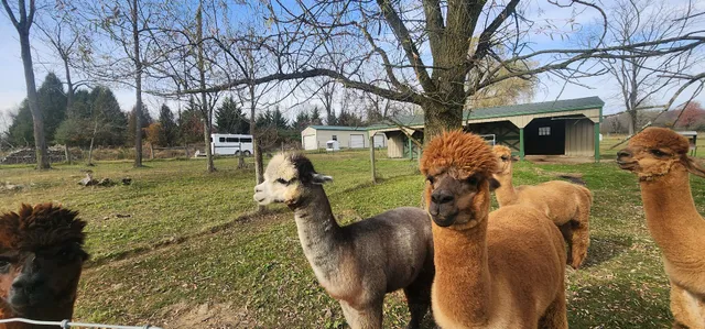 Emelise Alpacas LLC