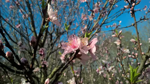 Ditchley Cider Works