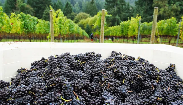 Beckham Estate -open by appointment