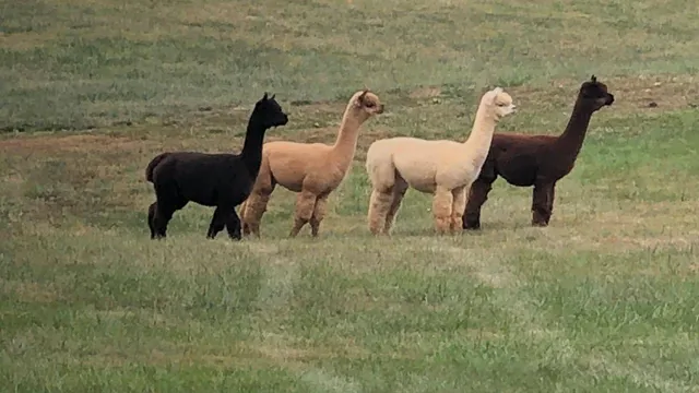 Ever After Alpaca Farm, LLC